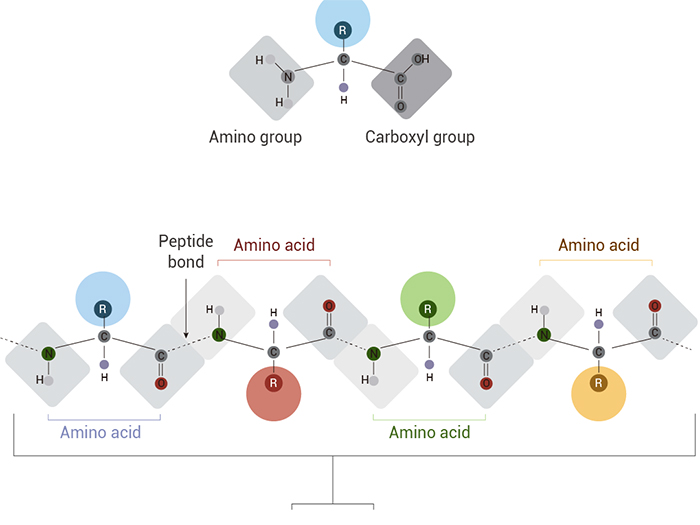 科研助攻 | 现象级减肥药的背后: 多肽与多肽的固相合成技术