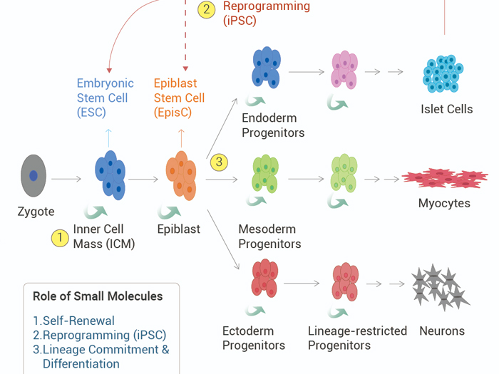 科研助攻 | GMP 小分子赋能细胞治疗--重塑医学未来